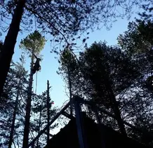 TALA Y PODA EN ALTURA DE ÁRBOLES Soria 