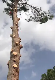 TALA Y PODA EN ALTURA Soria Arboricultura