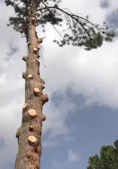 Tala y poda en altura de árboles en Soria y provincia