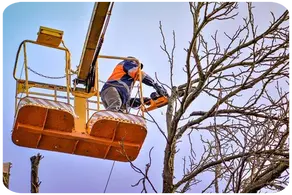 Podas de altura Soria y provincia Arboricultura