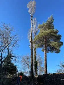 Podas y talas de árboles en altura Soria Arboricultura