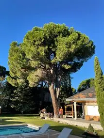 Tala y poda en Altura de árboles en Soria y provincia